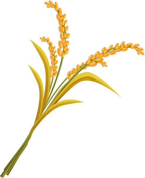 小麦 PNG透明元素免抠图素材 16素材网编号:36321