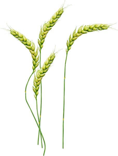 小麦 PNG免抠图透明素材 16设计网编号:36341