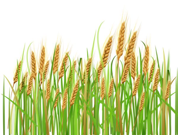 小麦 PNG透明背景免抠图元素 16图库网编号:36346