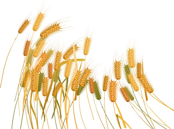小麦 PNG免抠图透明素材 素材天下编号:36350