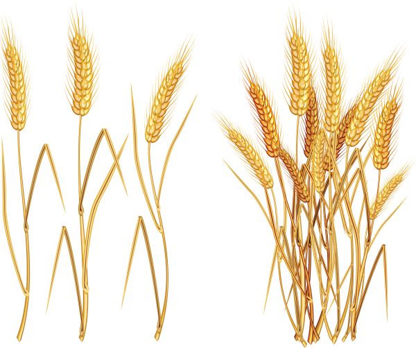 小麦 PNG透明元素免抠图素材 16素材网编号:36354