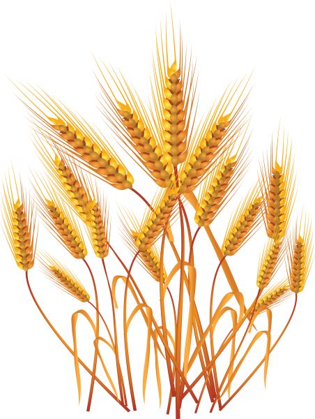 小麦 PNG免抠图透明素材 16设计网编号:36355