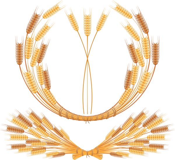 小麦 PNG透明背景免抠图元素 16图库网编号:36358