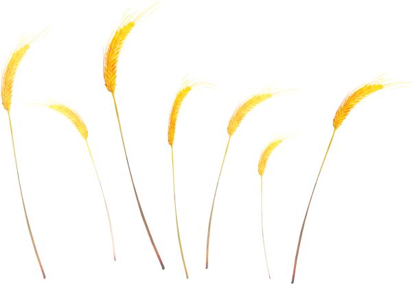 小麦 PNG免抠图透明素材 16设计网编号:36323