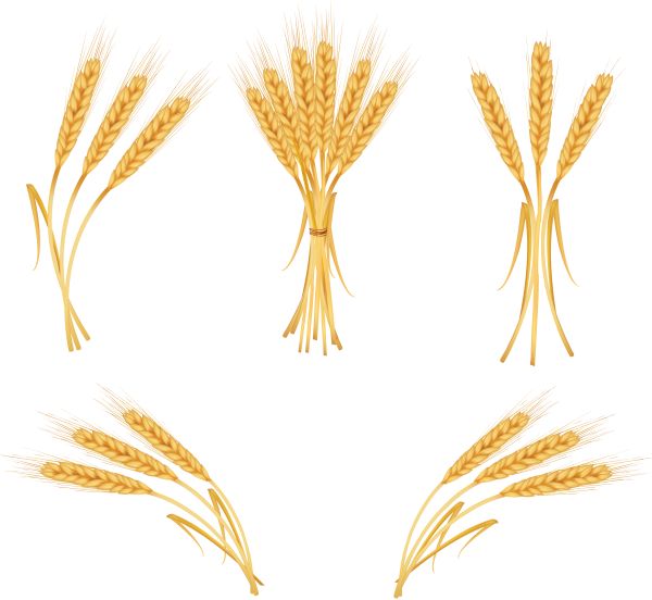 小麦 PNG透明背景免抠图元素 16图库网编号:36359