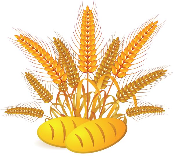 小麦 PNG免抠图透明素材 16设计网编号:36360