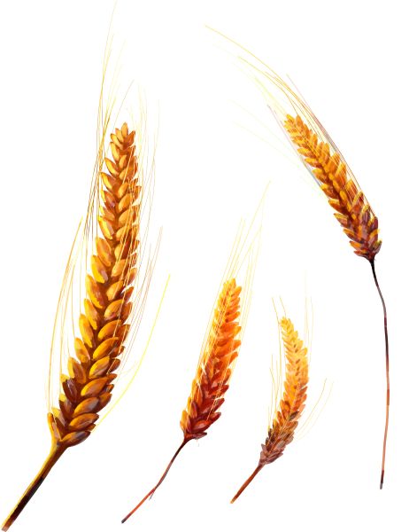 小麦 PNG免抠图透明素材 普贤居素材编号:36362