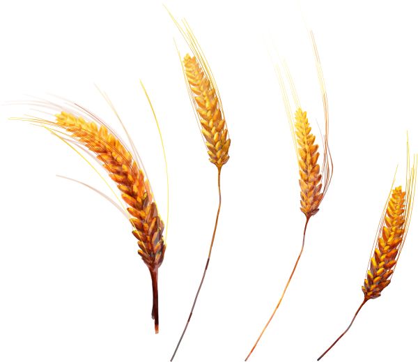小麦 PNG免抠图透明素材 素材天下编号:36363