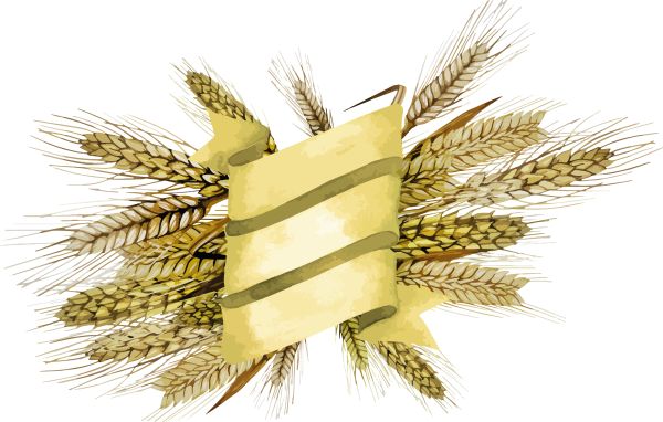 小麦 PNG免抠图透明素材 16设计网编号:36365