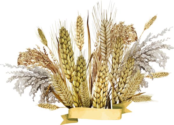 小麦 PNG免抠图透明素材 16设计网编号:36366
