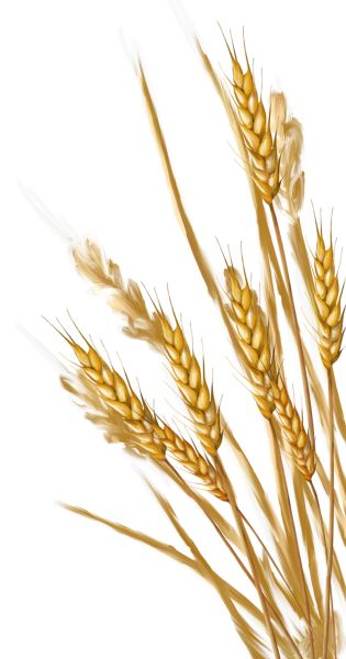 小麦 PNG免抠图透明素材 普贤居素材编号:36367