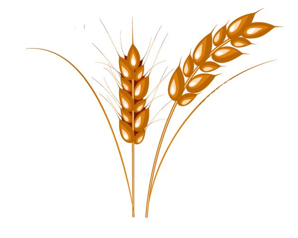 小麦 PNG透明背景免抠图元素 16图库网编号:36369