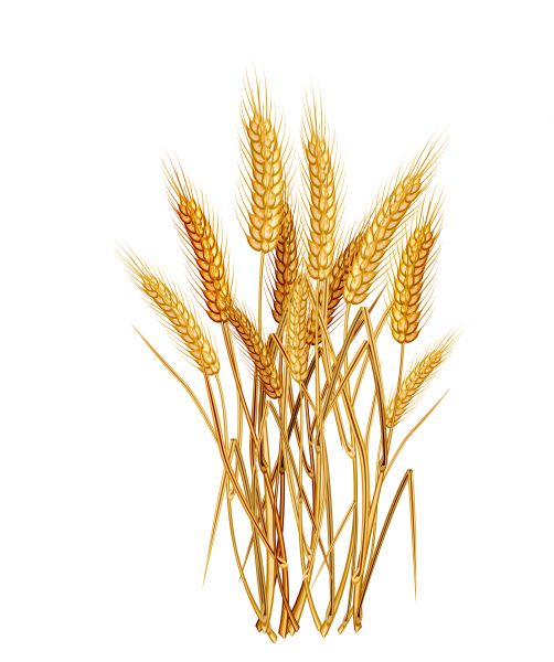 小麦 PNG透明背景免抠图元素 16图库网编号:36370