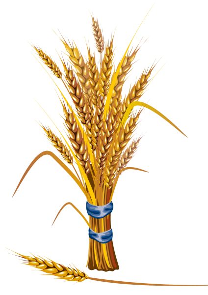 小麦 PNG免抠图透明素材 普贤居素材编号:36371