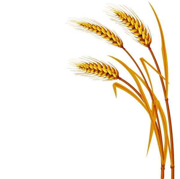 小麦 PNG免抠图透明素材 16设计网编号:36373