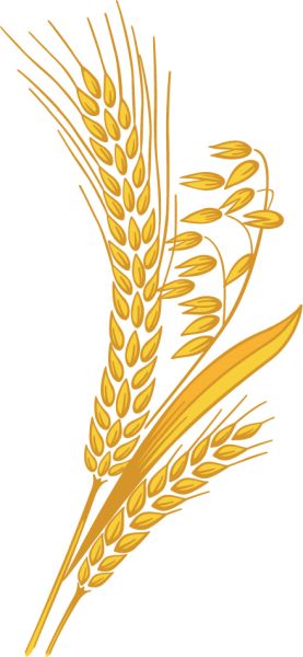 小麦 PNG免抠图透明素材 素材天下编号:36375