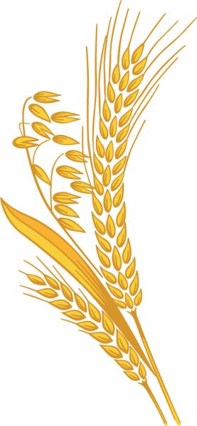 小麦 PNG透明背景免抠图元素 16图库网编号:36376