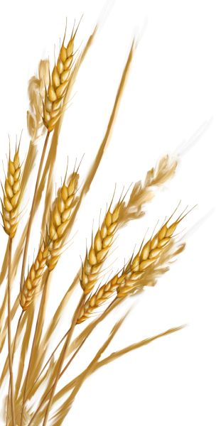 小麦 PNG免抠图透明素材 素材天下编号:36377