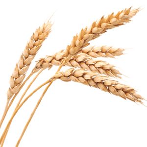 小麦 PNG透明背景免抠图元素 素材中国编号:36378