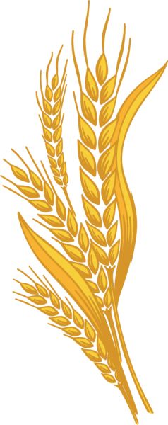 小麦 PNG透明背景免抠图元素 16图库网编号:36385