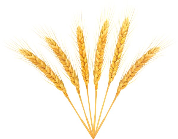小麦 PNG透明背景免抠图元素 素材中国编号:36387