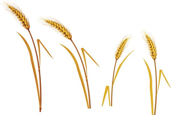 小麦 PNG免抠图透明素材 素材中国编号:36326
