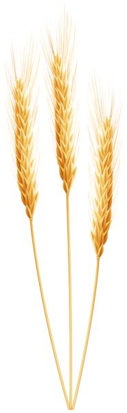 小麦 PNG透明背景免抠图元素 素材中国编号:36390