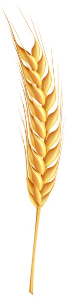 小麦 PNG免抠图透明素材 普贤居素材编号:36392