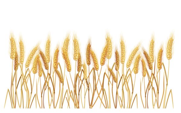 小麦 PNG透明背景免抠图元素 16图库网编号:36393
