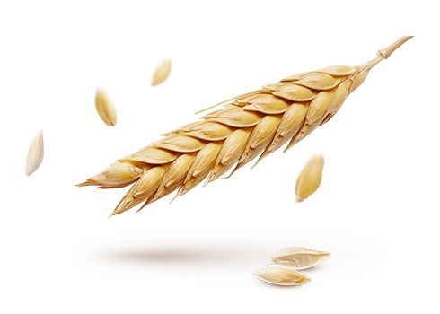 小麦 PNG透明背景免抠图元素 16图库网编号:36394