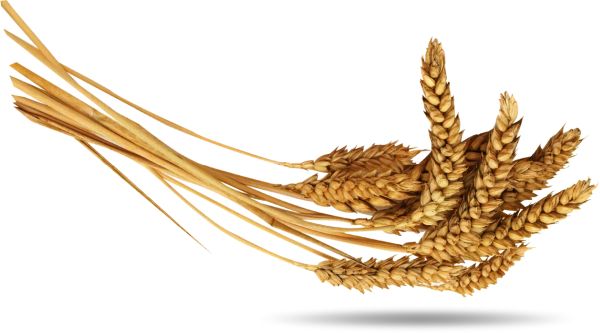 小麦 PNG透明背景免抠图元素 16图库网编号:36395