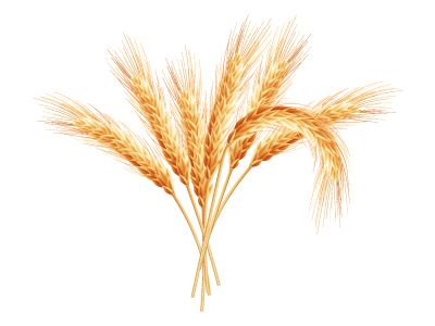 小麦 PNG透明背景免抠图元素 素材中国编号:36398