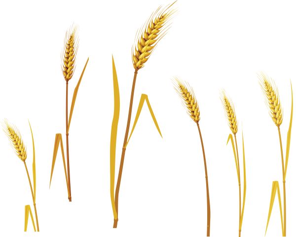 小麦 PNG免抠图透明素材 16设计网编号:36327