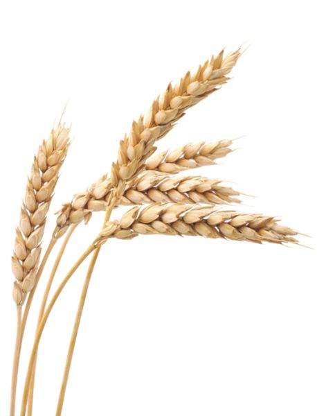 小麦 PNG透明背景免抠图元素 16图库网编号:36400