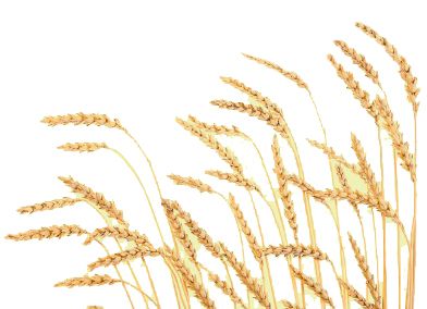 小麦 PNG透明元素免抠图素材 16素材网编号:36406