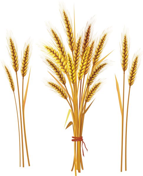 小麦 PNG透明元素免抠图素材 16素材网编号:36328