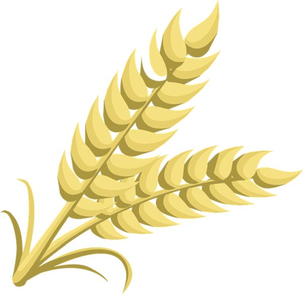 小麦 PNG免抠图透明素材 素材天下编号:36411