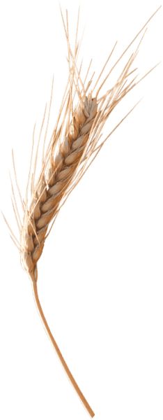 小麦 PNG免抠图透明素材 素材天下编号:36413