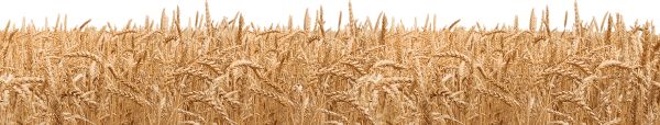 小麦 PNG透明背景免抠图元素 素材中国编号:36414