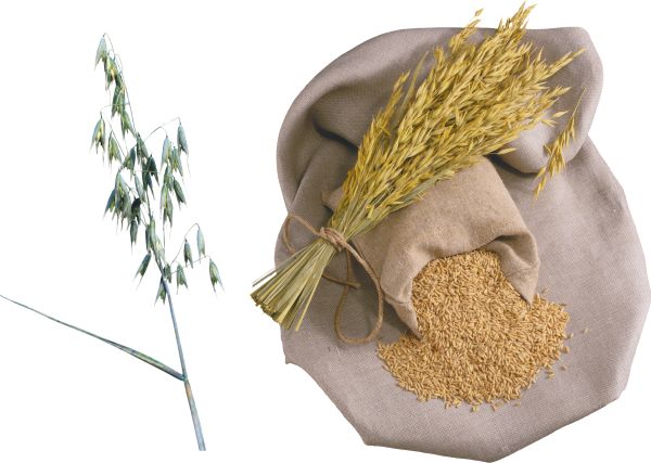 小麦 PNG免抠图透明素材 16设计网编号:36417