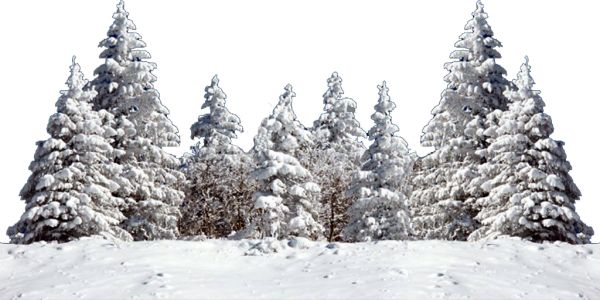 冬季森林 PNG免抠图透明素材 普贤居素材编号:95967