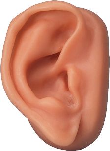 耳朵 PNG免抠图透明素材 16设计网编号:35685