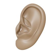 耳朵 PNG免抠图透明素材 素材中国编号:35692