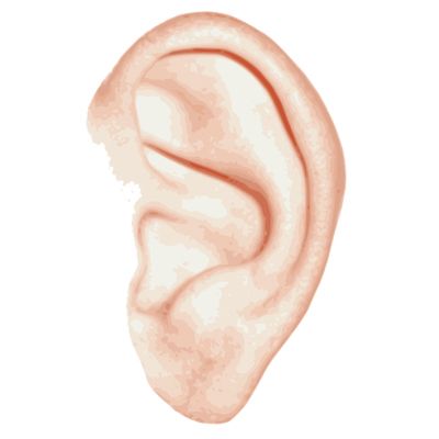耳朵 PNG免抠图透明素材 普贤居素材编号:35694