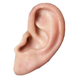 耳朵 PNG免抠图透明素材 素材中国编号:35697