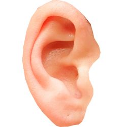 耳朵 PNG免抠图透明素材 16设计网编号:35699
