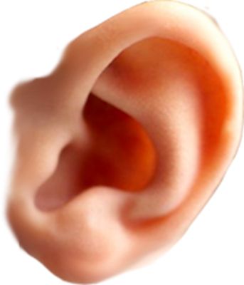 耳朵 PNG免抠图透明素材 素材中国编号:35713
