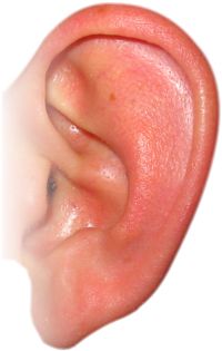 耳朵PNG透明元素免抠图素材 16素材网编号:6244