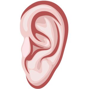 耳朵PNG免抠图透明素材 普贤居素材编号:6245