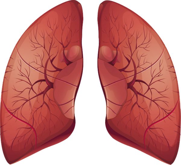 肺 PNG免抠图透明素材 16设计网编号:74868